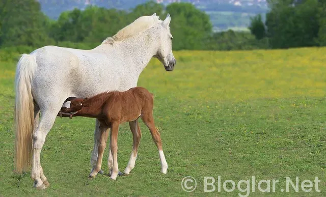 Mircea Lucescu Kimdir? Mircea Lucescu Kimdir?