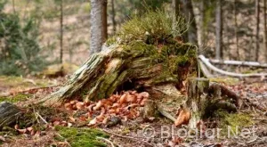 Motorine indirim Geldi mi?