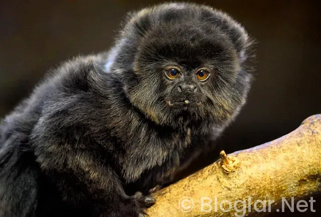 Motorine indirim Geldi mi?