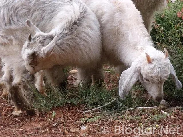 Muğla Hava Durumu Muğla Hava Durumu