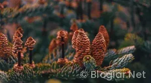 Nice – Marsilya Maçı Canlı