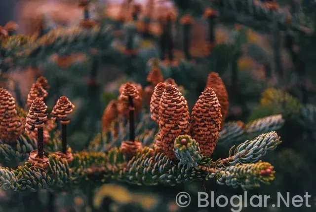 Nice – Marsilya Maçı Canlı