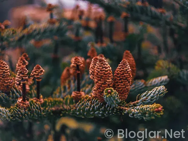 Nice - Marsilya Maçı Canlı Nice - Marsilya Maçı Canlı