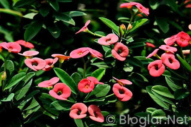 Nijerya Milli Takımı Nijerya Milli Takımı