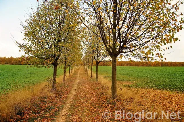 Nvidia hisse Nedir? Nvidia hisse Nedir?