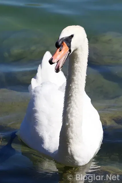 Nvidia hisse Nedir? Nvidia hisse Nedir?