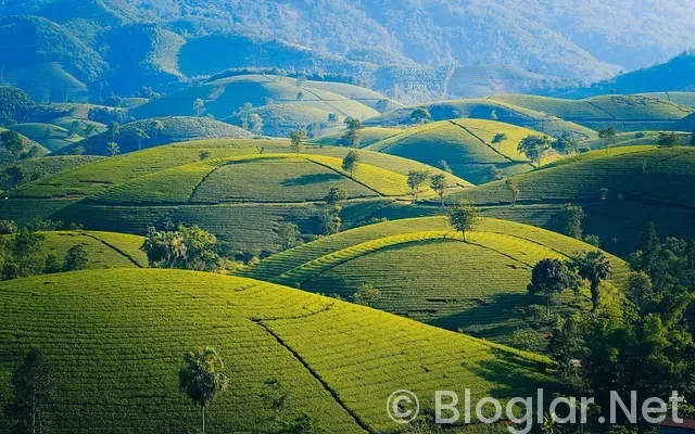 Özge Borak Kimdir? Özge Borak Kimdir?