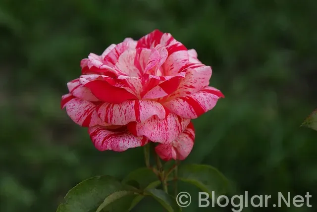 Parfüm paketleme is ilanları Parfüm paketleme is ilanları