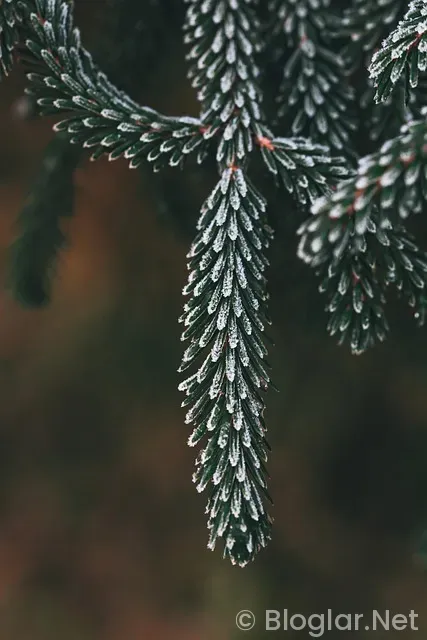 Pınar Altuğ Pınar Altuğ