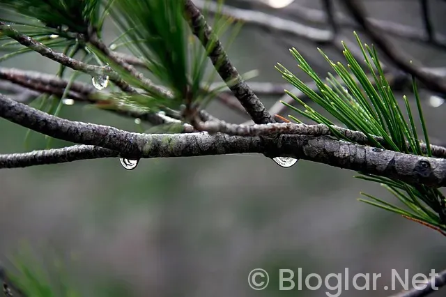 Pınar Altuğ Pınar Altuğ