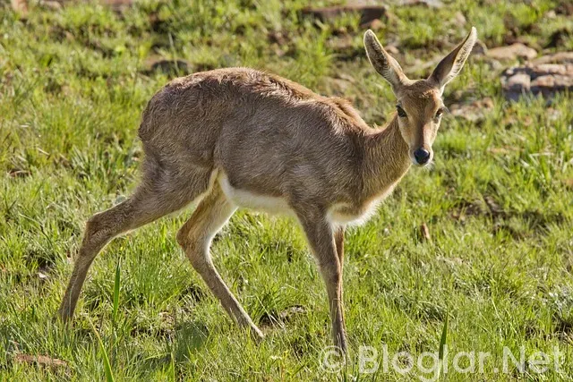 Reebok Kimdir? Reebok Kimdir?