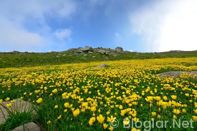 Rize iş ilanları Rize iş ilanları