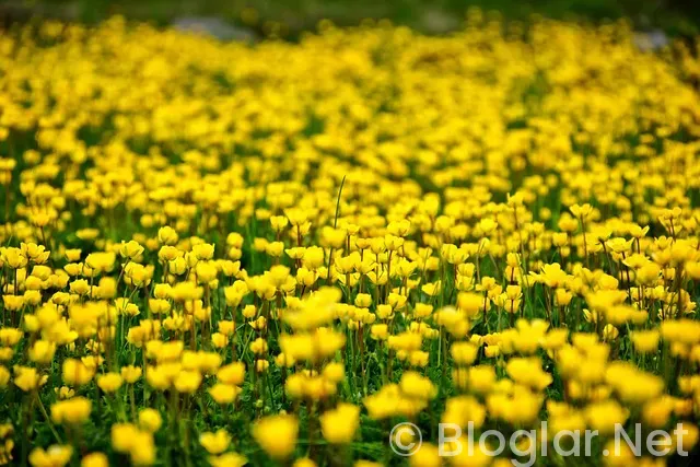 Rize iş ilanları Rize iş ilanları