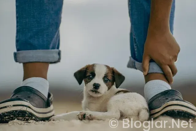 Russell Crowe Kimdir?