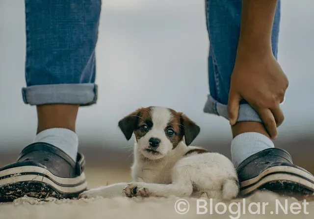 Russell Crowe Kimdir? Russell Crowe Kimdir?