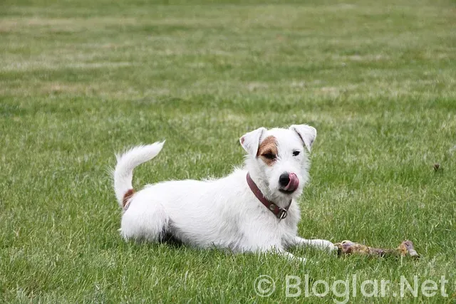 Russell Crowe Kimdir? Russell Crowe Kimdir?