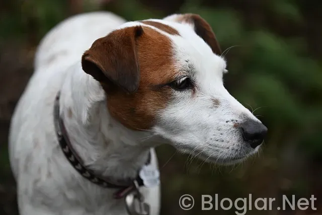 Russell Crowe Kimdir? Russell Crowe Kimdir?