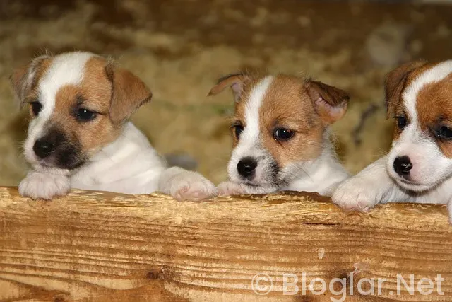 Russell Crowe Kimdir? Russell Crowe Kimdir?