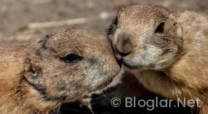 Şampiyonlar Ligi Maçları