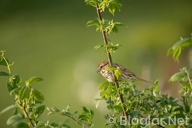 Şampiyonlar Ligi Maçları