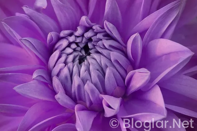 Spurs - Grizzlies Spurs - Grizzlies