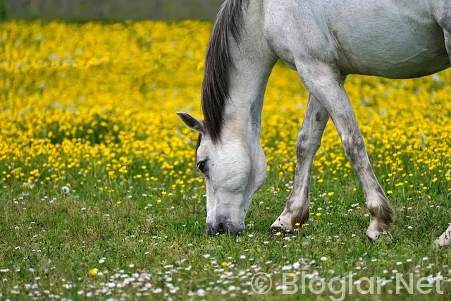 Spurs - Grizzlies Spurs - Grizzlies