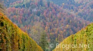 Süleyman Seba Kimdir?