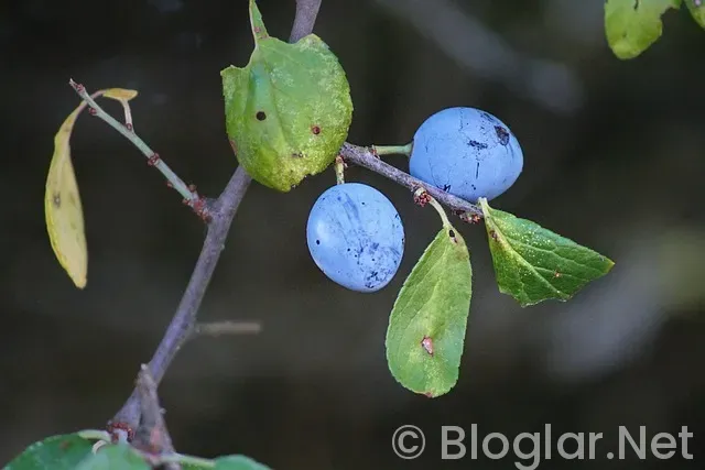 Süleyman Seba Kimdir? Süleyman Seba Kimdir?