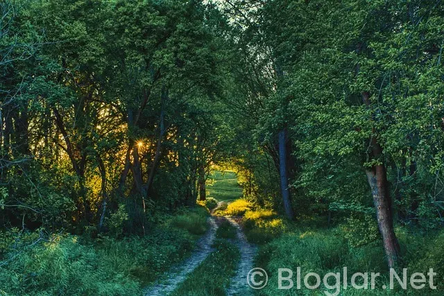 Sultanlar Ligi Nedir? Sultanlar Ligi Nedir?