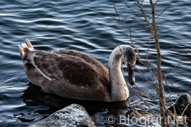 Tarım ve Orman Bakanlığı Personel Alımları Tarım ve Orman Bakanlığı Personel Alımları