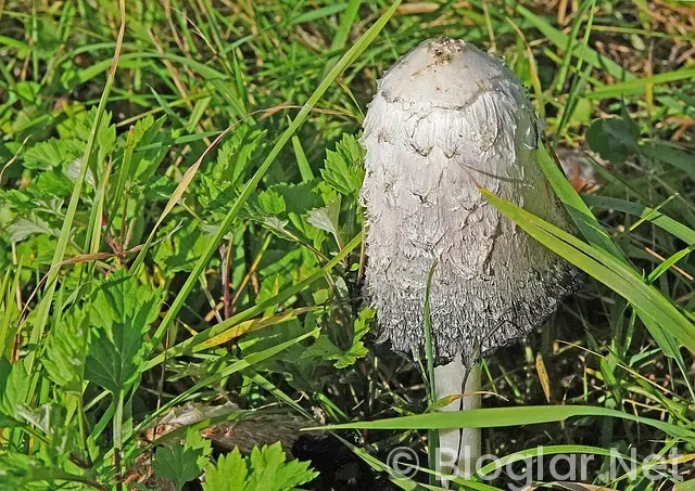 Tarım ve Orman Bakanlığı Personel Alımları Tarım ve Orman Bakanlığı Personel Alımları