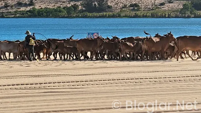 Tarkan Konseri ne zaman?