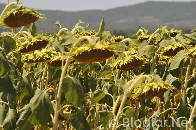 Tekirdağ iş ilanları Tekirdağ iş ilanları