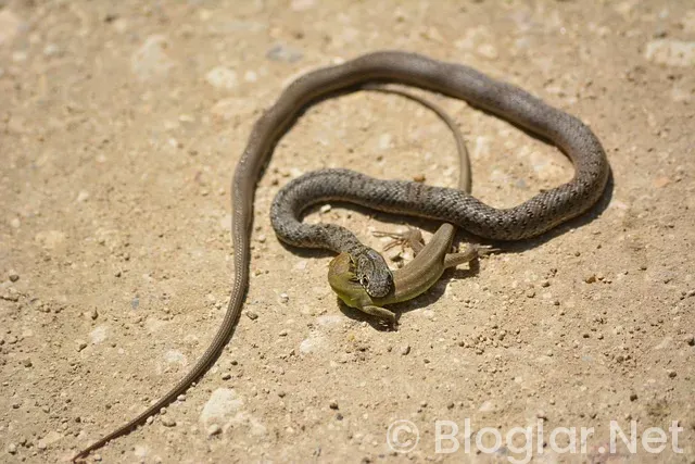 Tekirdağ iş ilanları Tekirdağ iş ilanları