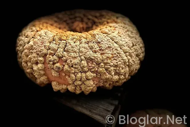 Tesettürlü çalışabileceğim iş arıyorum