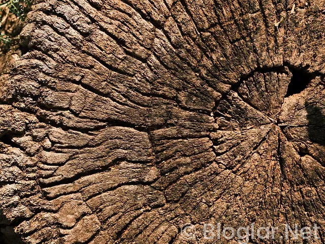 THY Bilet Kampanyası THY Bilet Kampanyası