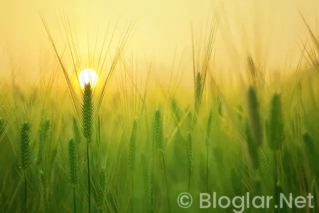 Toki ne zaman açıklanacak Toki ne zaman açıklanacak