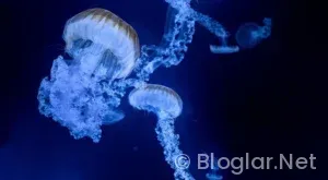 Tolu Arokodare Kimdir?