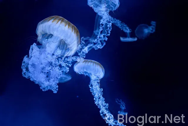 Tolu Arokodare Kimdir? Tolu Arokodare Kimdir?