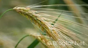 Toprak Razgatlıoğlu Kimdir?