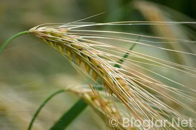 Toprak Razgatlıoğlu Kimdir?