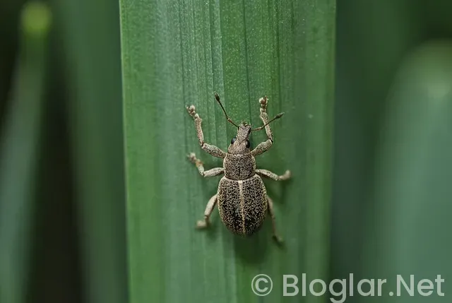 Toprak Razgatlıoğlu Kimdir?