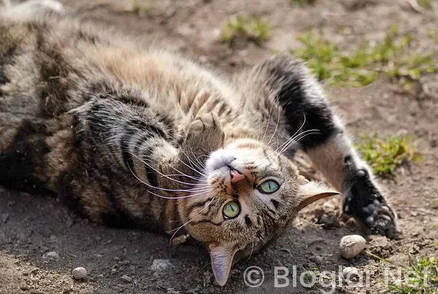 trail blazers – bulls