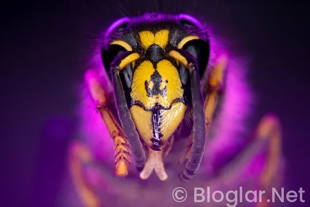 trail blazers - bulls trail blazers - bulls