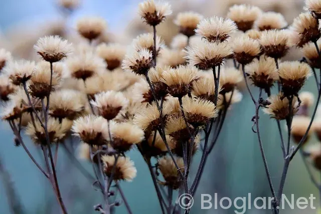Trail blazers - Suns
