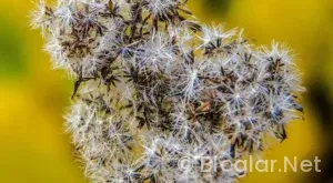 TRT Spor nasıl izlenir?