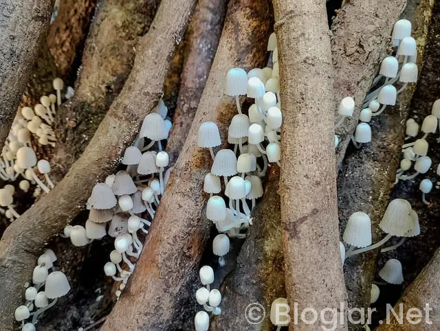 TRT Spor nasıl izlenir? TRT Spor nasıl izlenir?