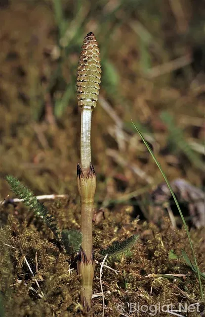 TRT Spor nasıl izlenir? TRT Spor nasıl izlenir?