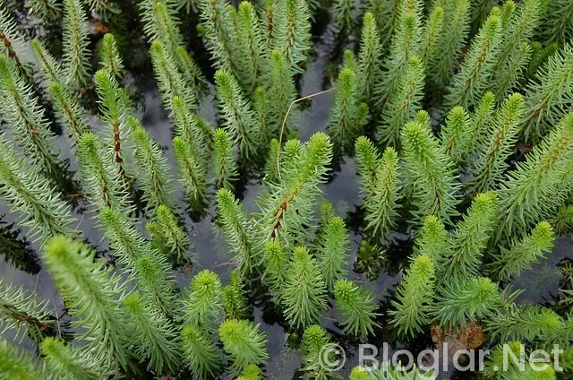 Türkiye Finans Katılım Bankası Türkiye Finans Katılım Bankası