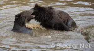 Türkiye-İspanya maçı kaç kaç bitti?